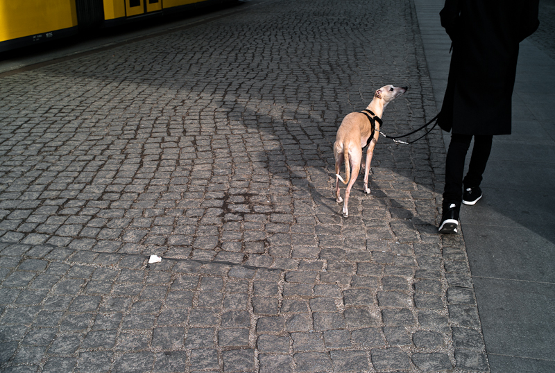 Berlin - walk the dog